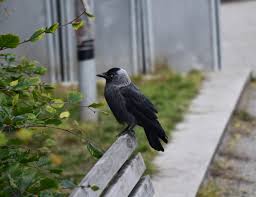 Attēlu rezultāti vaicājumam “Corvus monedula”