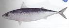 Australian Fish and Seafood