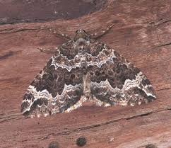 Attēlu rezultāti vaicājumam “Lampropteryx suffumata”