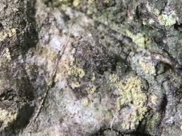 Attēlu rezultāti vaicājumam “Thelopsis rubella”