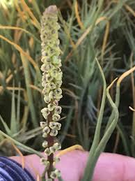 Attēlu rezultāti vaicājumam “Triglochin maritimum”