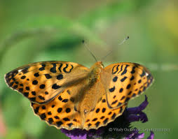 Attēlu rezultāti vaicājumam “Argynnis laodice female”