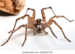 Attēlu rezultāti vaicājumam “Lycosidae”