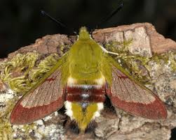 Attēlu rezultāti vaicājumam “Hemaris fuciformis”