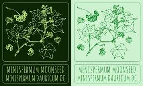 Attēlu rezultāti vaicājumam “Menispermum dauricum leaf”