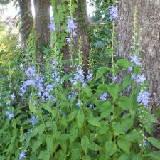 Image result for Campanula americana