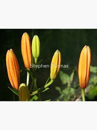 Attēlu rezultāti vaicājumam “Lilium lancifolium bud”