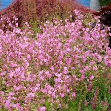 Attēlu rezultāti vaicājumam “Silene borysthenica flower”