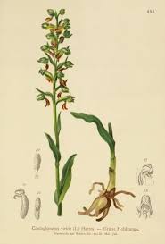 Attēlu rezultāti vaicājumam “Coeloglossum viride flower”