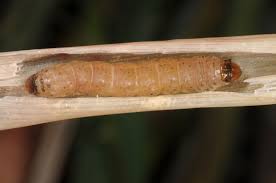 Attēlu rezultāti vaicājumam “Apamea ophiogramma”