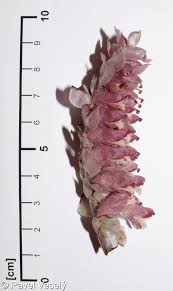 Attēlu rezultāti vaicājumam “Lathraea squamaria fruit”