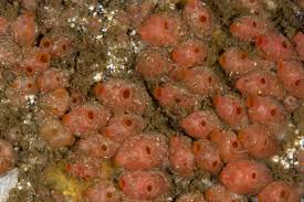 Attēlu rezultāti vaicājumam “Diderma subviridifuscum var. macrospora*”