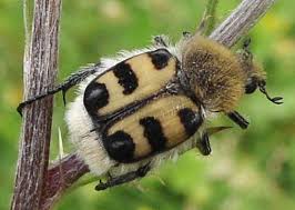 Attēlu rezultāti vaicājumam “Trichius fasciatus imago”