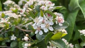 Attēlu rezultāti vaicājumam “Aronia melanocarpa flower”