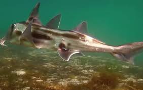 Image result for Callorhinchus capensis