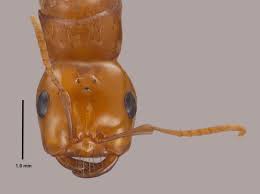 Attēlu rezultāti vaicājumam “Polypogon tentacularius male”