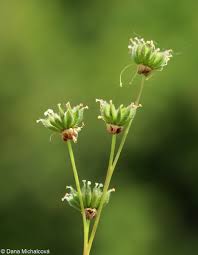Attēlu rezultāti vaicājumam “Filipendula vulgaris bud”