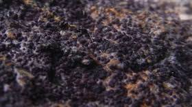 Attēlu rezultāti vaicājumam “Nectriopsis violacea”