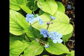 Image result for Omphalodes verna