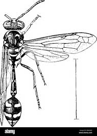 Attēlu rezultāti vaicājumam “Eumenidae”