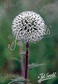 Attēlu rezultāti vaicājumam “Echinops sphaerocephalus flower”