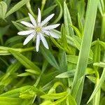 Attēlu rezultāti vaicājumam “Stellaria palustris leaf”