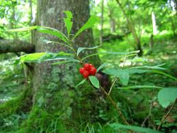 Attēlu rezultāti vaicājumam “Daphne mezereum fruit”