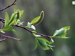 Attēlu rezultāti vaicājumam “Salix pentandra fruit”