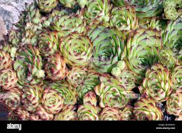 Image result for echtes Hauswurz