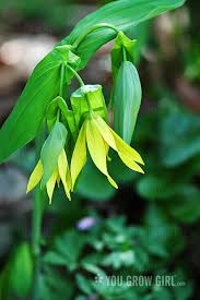 Attēlu rezultāti vaicājumam “Uvularia grandiflora flower”