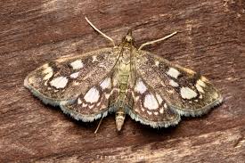 Attēlu rezultāti vaicājumam “Anania stachydalis”