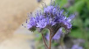 Attēlu rezultāti vaicājumam “Phacelia tanacetifolia”