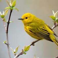Image result for Dendroica petechia