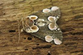 Attēlu rezultāti vaicājumam “Thyatira batis imago”