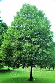 Attēlu rezultāti vaicājumam “Tilia platyphyllos Laciniata”