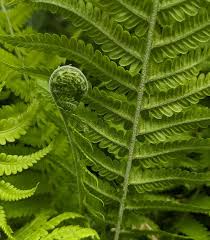 Attēlu rezultāti vaicājumam “Matteuccia struthiopteris”