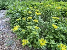 Attēlu rezultāti vaicājumam “Sedum aizoon fruit”