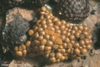 Attēlu rezultāti vaicājumam “Oligonema persimile spores”