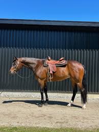 Image result for Bletchingly Badminton Club