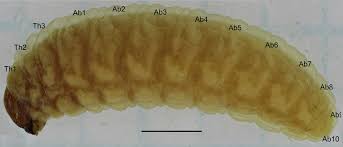 Attēlu rezultāti vaicājumam “Rhynchaenus lonicerae”