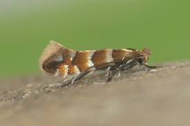 Attēlu rezultāti vaicājumam “Phyllonorycter nicellii”