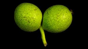 Attēlu rezultāti vaicājumam “Juglans regia fruit”