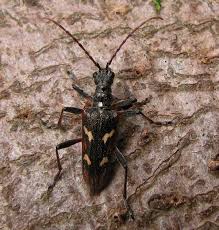 Attēlu rezultāti vaicājumam “Paracorymbia maculicornis imago”