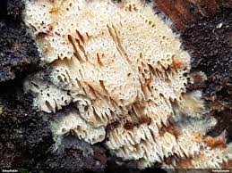 Attēlu rezultāti vaicājumam “Antrodia mellita”