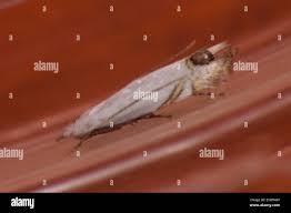 Attēlu rezultāti vaicājumam “Lyonetiidae”