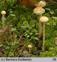 Attēlu rezultāti vaicājumam “Protostropharia alcis”