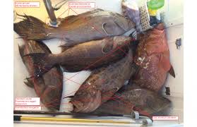 Image result for Mycteroperca phenax