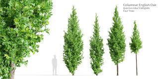 Attēlu rezultāti vaicājumam “Quercus robur Fastigiata”