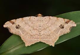 Attēlu rezultāti vaicājumam “Macaria signaria”