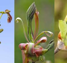 Attēlu rezultāti vaicājumam “Stuckenia filiformis bud”